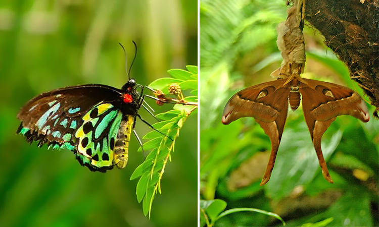 Mơ thấy bướm đánh con gì để phát tài?